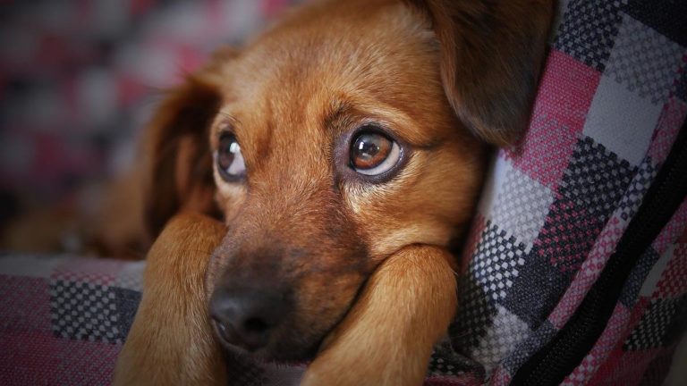 Co zrobić, aby pielęgnacja sierści psa okazała się skuteczna?